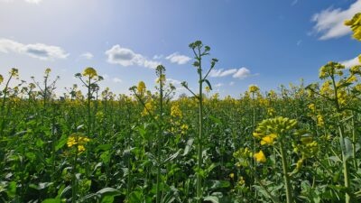 Champ cultivé en agriculture biologique