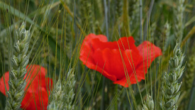 coquelicot