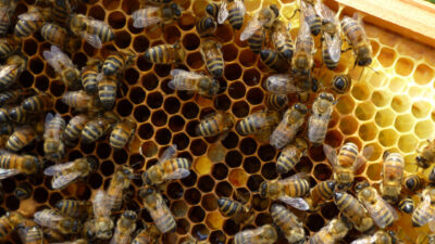 Abeilles symbolisant l'entraide au sein de l'équipe salariée du GABBAnjou