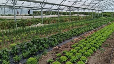 cultures maraichères sous serre certifiée en agriculture biologique en maine-et-loire