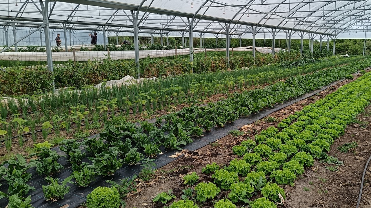 cultures maraichères sous serre certifiée en agriculture biologique en maine-et-loire