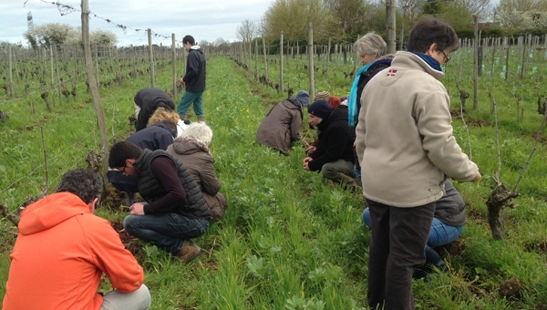 groupe d'échange viticulture de la CAB Pays de la Loire