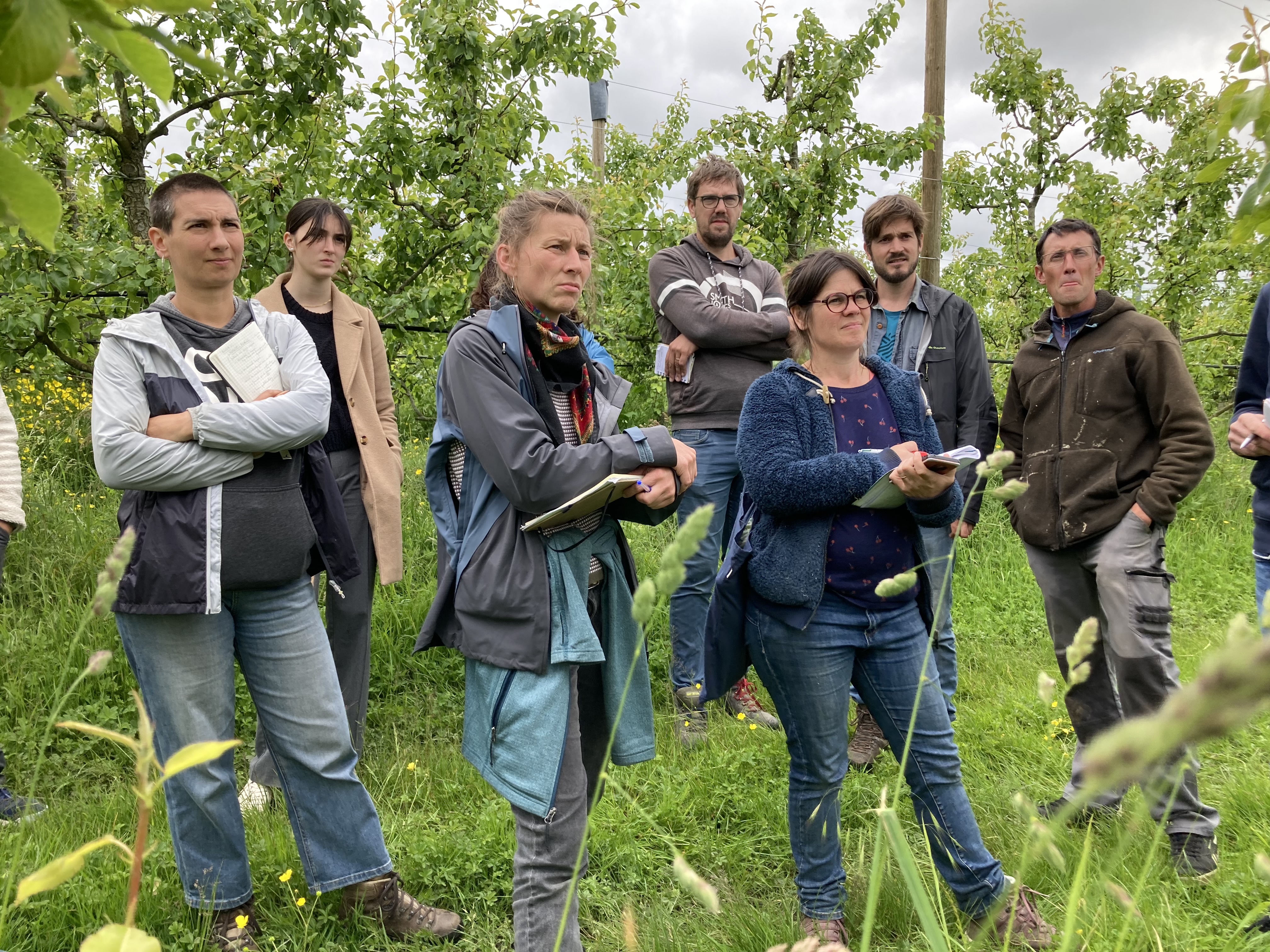 Des agriculteurs et agricultrices bio se forment dans un verge à l'arboriculture diversifiée.
