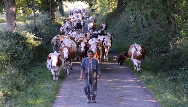 Philippe Boullais, agriculteur laitier près du Lion d'Angers, co-président du groupement des agriculteurs bio et biodynamistes de Maine-et-Loire