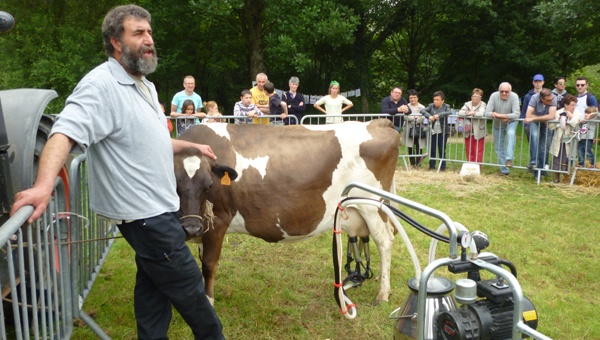 animation traite de vache en public