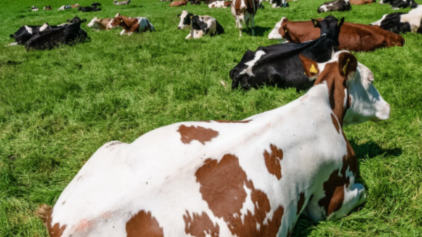 Un troupeau de vaches laitières dans un champ d'herbe verte en Maine-et-Loire