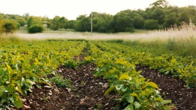 champ bio en Maine-et-Loire