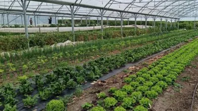 cultures maraichères sous serre certifiée en agriculture biologique en maine-et-loire