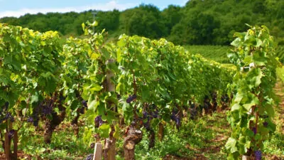 Vigne bio du 49